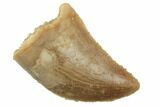 Serrated, Baby Carcharodontosaurus Tooth - Morocco #196490-1